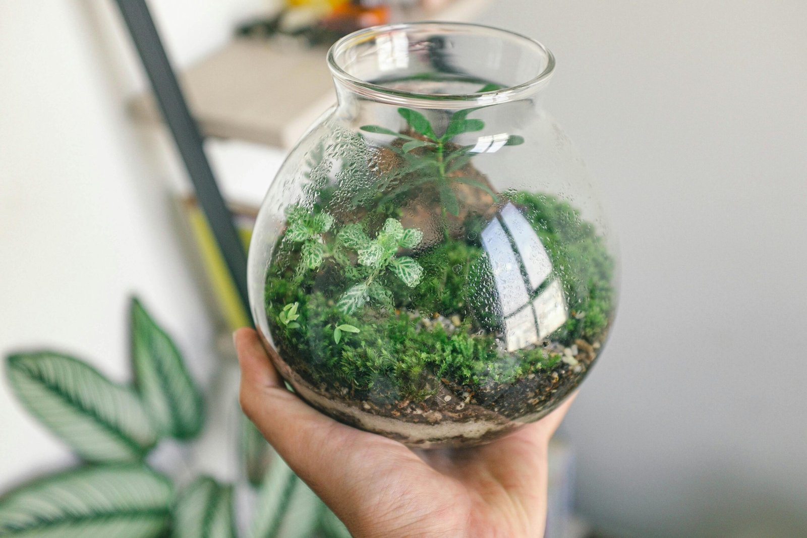 Terrarium Contoh Ide Bisnis Kreatif